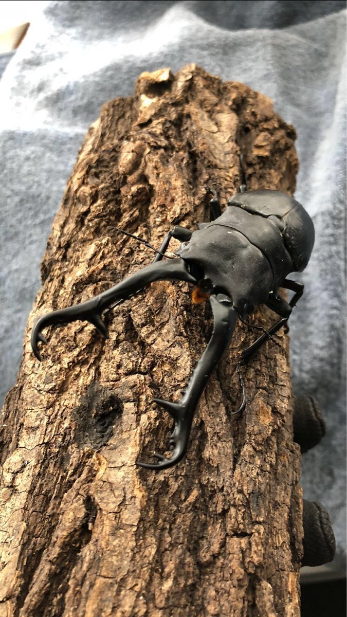 人気セール，定番人気 ギラファノコギリクワガタ ♂112mm 単品 WF1 フローレス 同腹 117mmが出ております(外国産)｜売買されたオークション情報、yahooの商品情報をアーカイブ公開 - オークファン 外国産