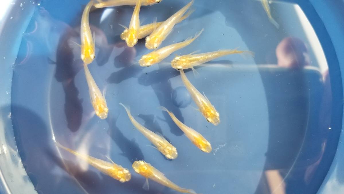 メダカ百華 桜めだか めだか オロチ 幼魚 40匹前後 公式通販 - : 苔石 