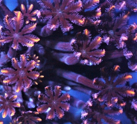 【AQUA BLUE ANNEX サンゴ】1円スタート 美個体!! ツツウミヅタ オレンジ 5/11 18