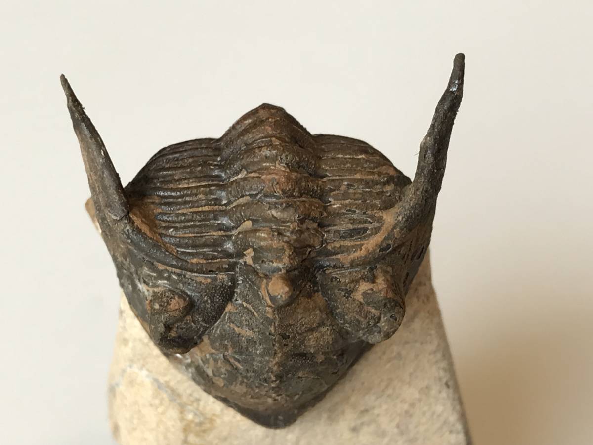 ☆古生代デボン紀の三葉虫「メタカンティナ」化石 32 化石標本 三