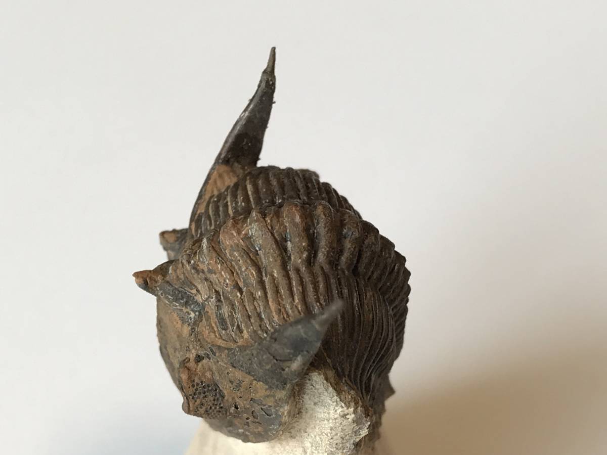 ☆古生代デボン紀の三葉虫「メタカンティナ」化石 32 化石標本 三