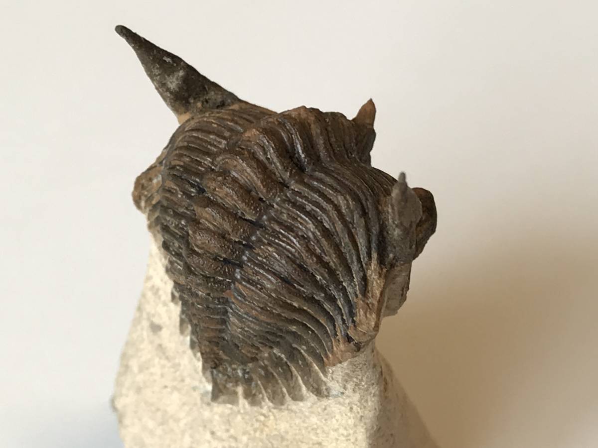 ☆古生代デボン紀の三葉虫「メタカンティナ」化石 32 化石標本 三