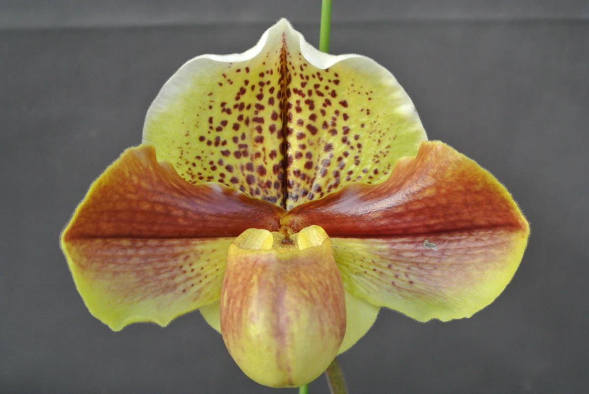 ★ソニー E 55-210mm F4.5-6.3 OSS SEL55210 洋蘭パフィオ】Paph.Extra Churchill`A'×Hamana Waltz | PROPERTY.STAI
