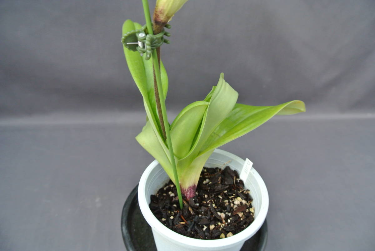 ★ソニー E 55-210mm F4.5-6.3 OSS SEL55210 洋蘭パフィオ】Paph.Extra Churchill`A'×Hamana Waltz | PROPERTY.STAI