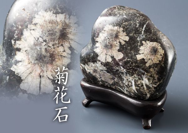 04254 菊花石 鑑賞石 天然石 置物 重さ約1.4kg 台付 【公式通販】