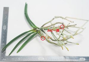 富貴蘭　天王羆 富貴蘭 天王羆(縞)