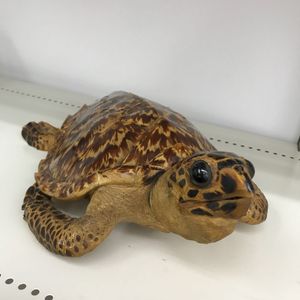 亀 剥製のYahoo!オークション(旧ヤフオク!)の相場・価格を見る｜Yahoo