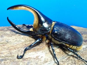 サタンオオカブトのYahoo!オークション(旧ヤフオク!)の相場・価格を  