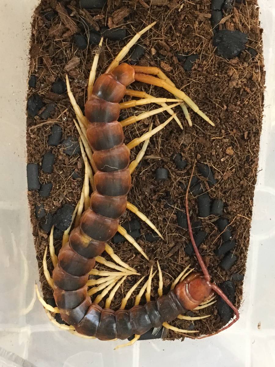scolopendra gigantea ペルビアンジャイアントオオムカデ 95(虫類
