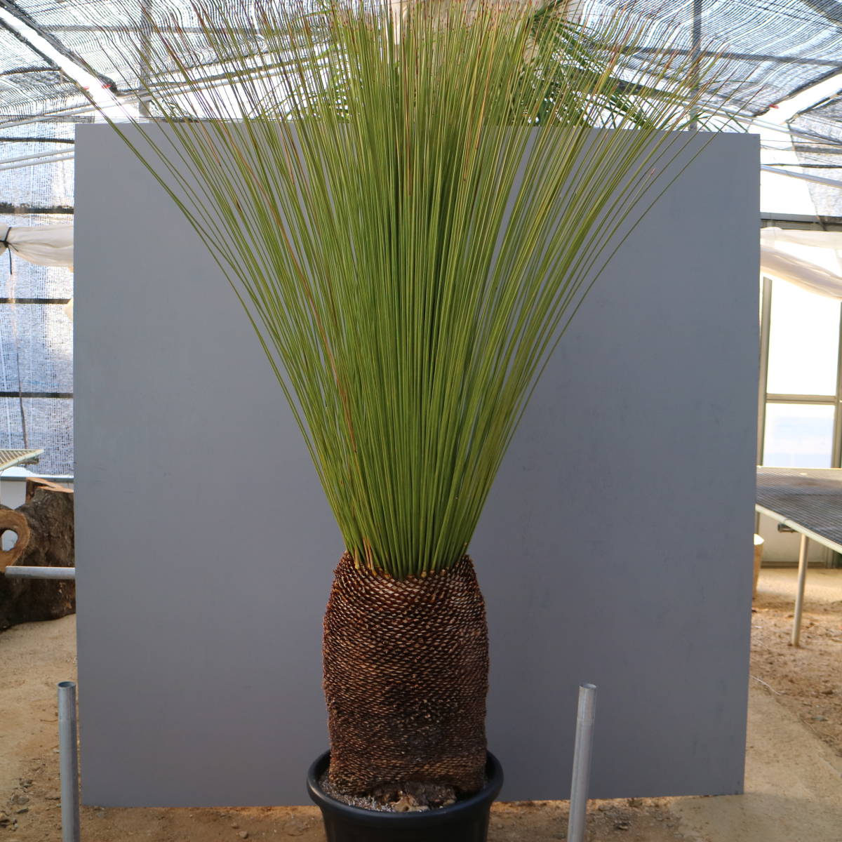 蔵出し品 備前焼 県無形文化財 森陶岳 擂鉢 F0166備前焼 岡山県指定
