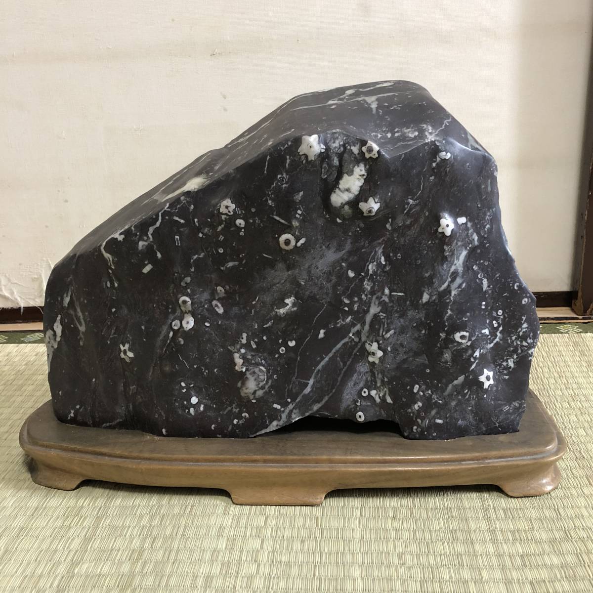 希少大型20キロ！天然記念物、北九州 門司梅花石 ウミユリの化石