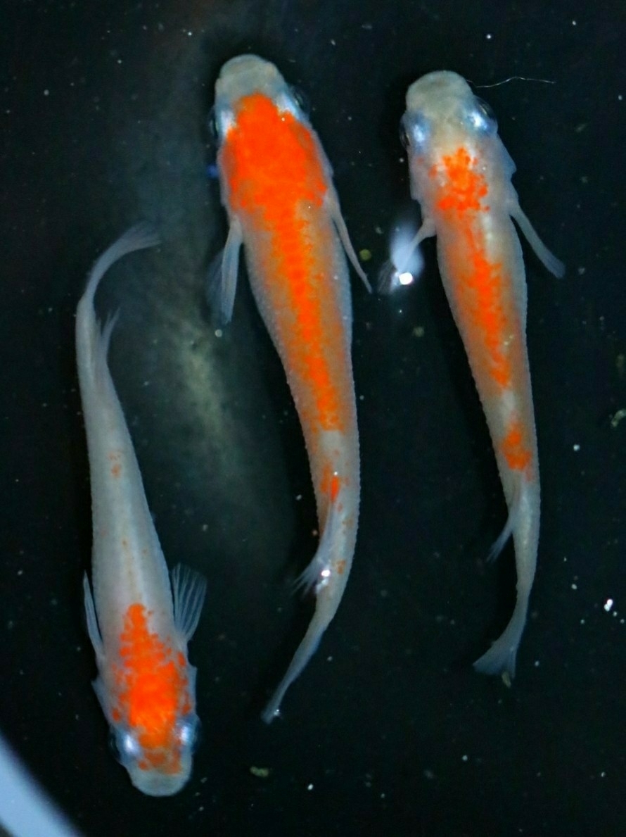 《広島めだかの里》「雅紅白」 若魚 1ペア☆非透明鱗紅白錦 めだか☆ 