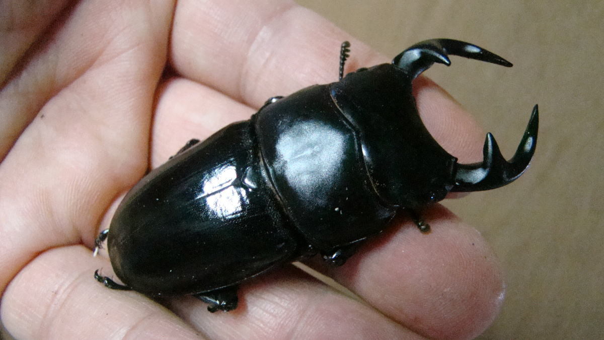 グランディスオオクワガタの飼育方法｜ペアリングから幼虫管理まで 
