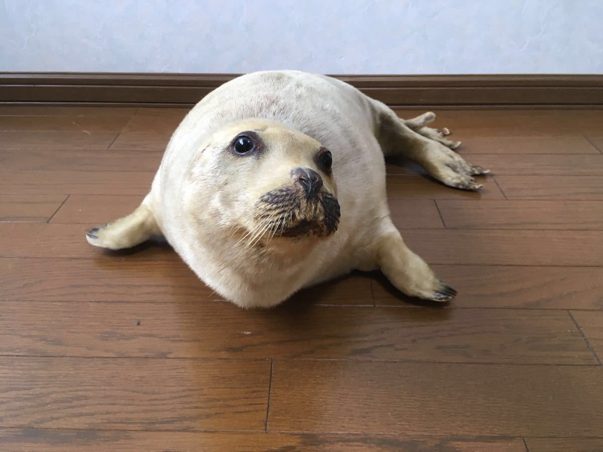 アザラシ あざらし こども 剥製 毛皮 希少 ガラスケース付き : 置物 