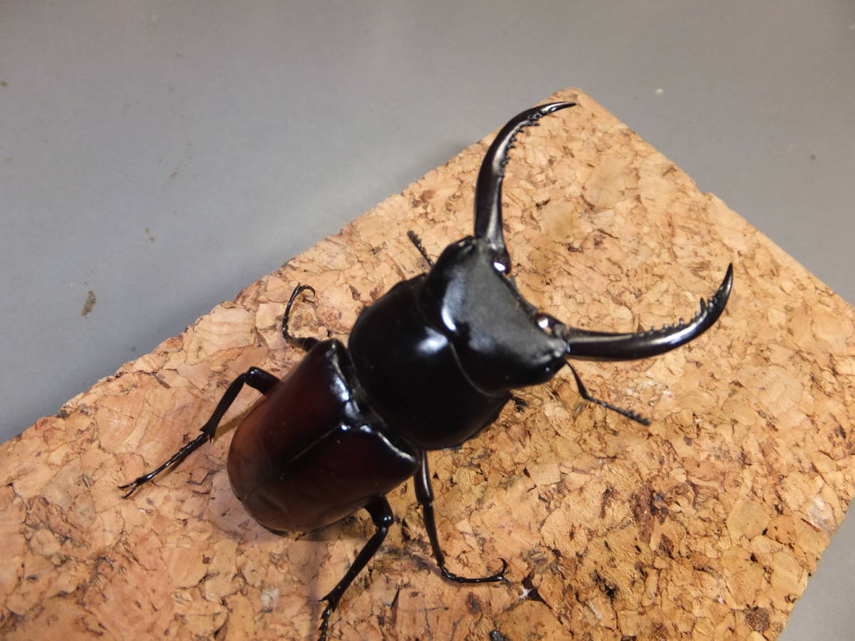 Dorcus　arrowi　lieni　ベトナム・コンツム産　アローコクワガタ　♂６９mmペア　　２３