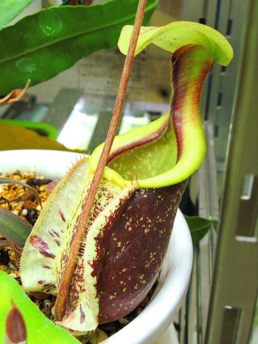 rafflesiana 食虫植物 Nepenthes ウツボカズラ ネペンテス N. | - BE