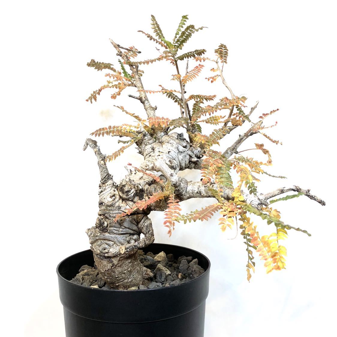 ボスウェリア ネグレクタ 発根済 大株 落葉開始しています Boswellia