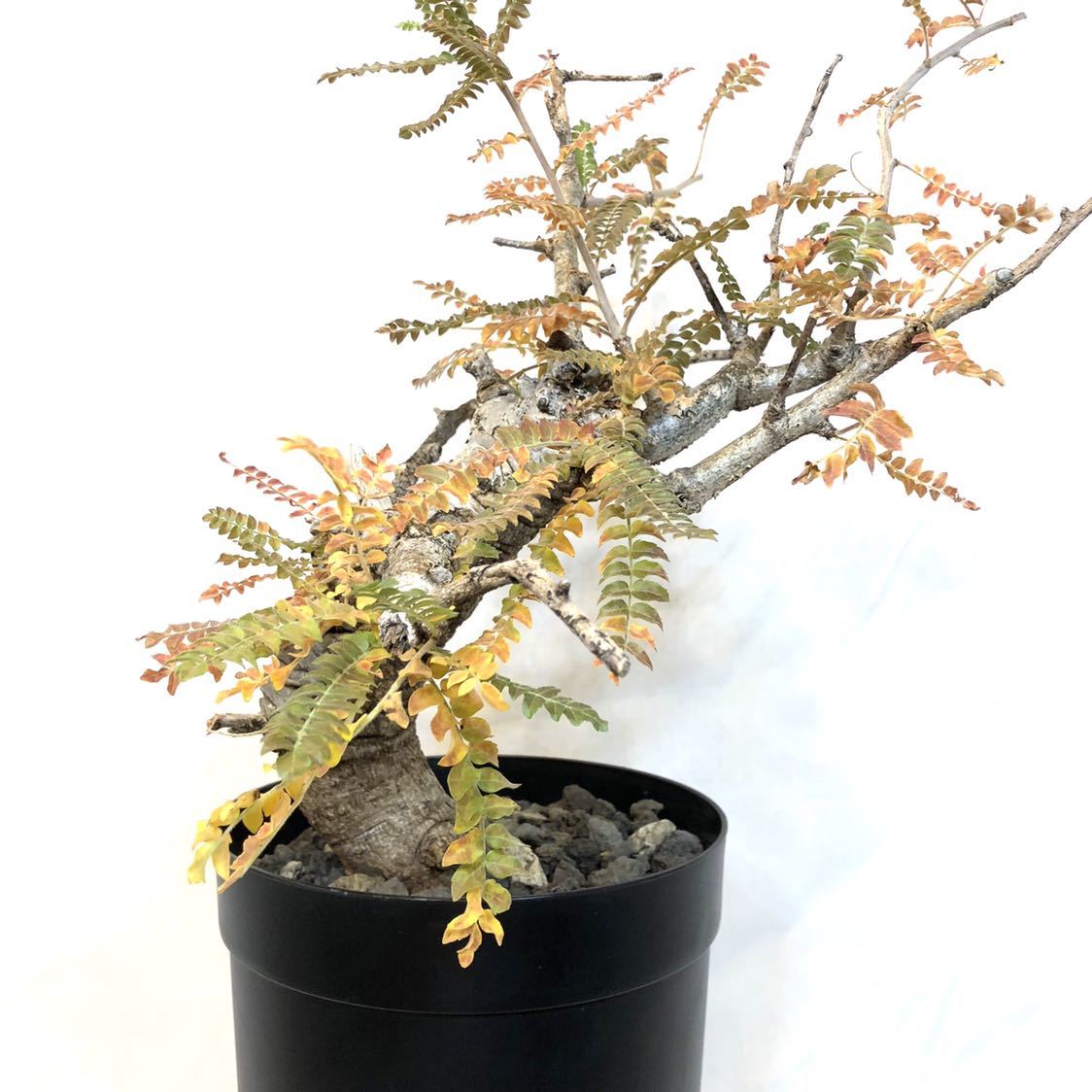 ボスウェリア ネグレクタ 発根済 大株 落葉開始しています Boswellia
