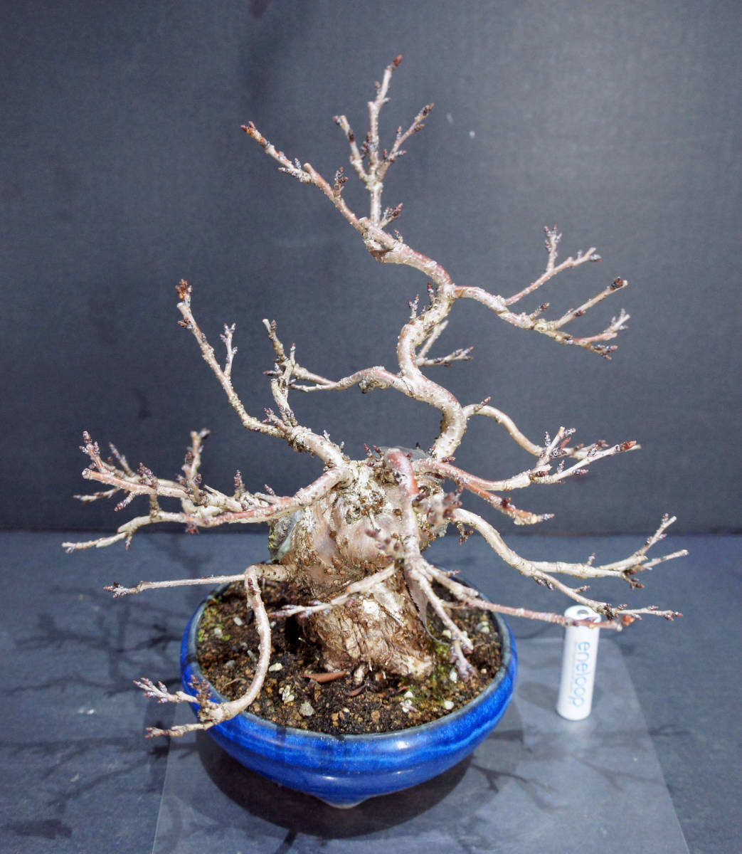 桜 十月桜 盆栽 縦21cm 横24cm 高さ26cm | HANABI.COMMUNITY