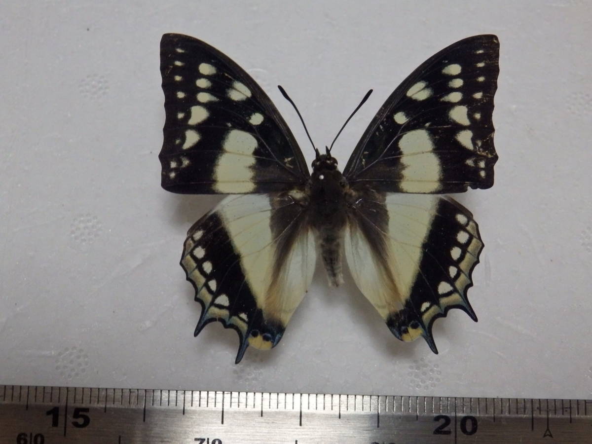 蝶標本 フタオチョウ♂ ３化1968年規制前飼育品(沖縄県名護市産)