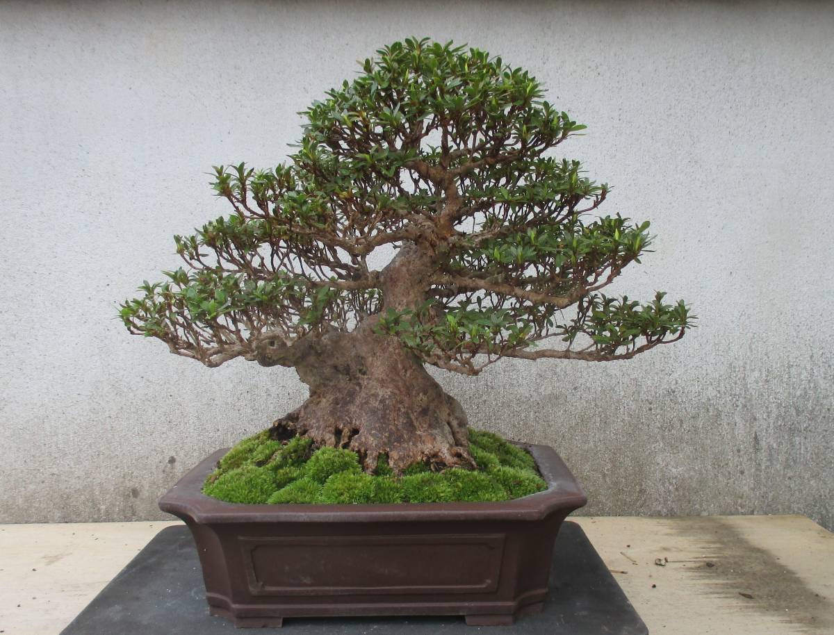 優良品 さつき盆栽 ◇晃山◇ 鉢 29.5*26.5cm