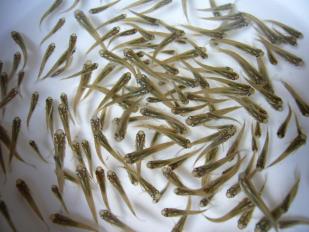 岡山産 川メダカ 黒めだか 若魚 成魚 ２００匹 A 補償付 川魚 売買されたオークション情報 Yahooの商品情報をアーカイブ公開 オークファン Aucfan Com