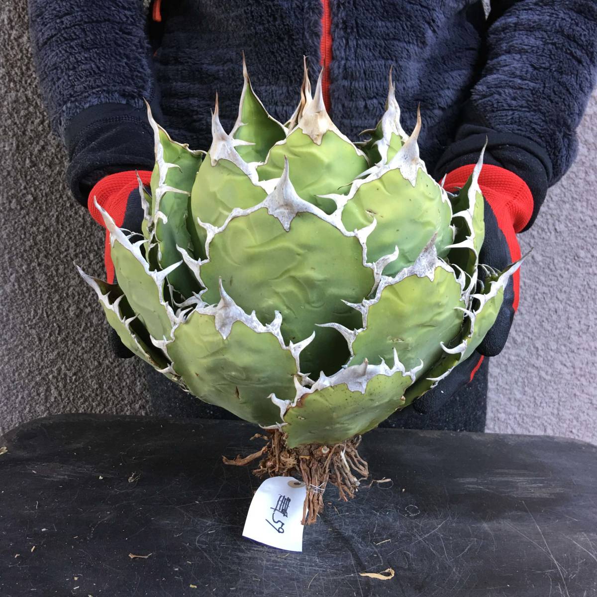 No.059【 AGAVE TITANOTA FO-076 】 ボールタイプ スペシャル アガベ
