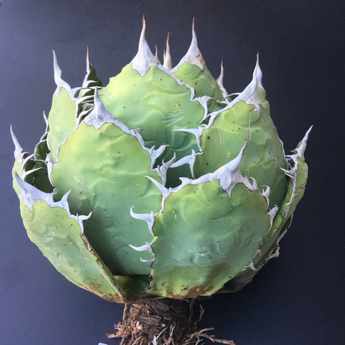 No.059【 AGAVE TITANOTA FO-076 】 ボールタイプ スペシャル アガベ