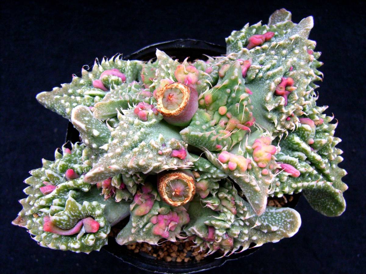 フォーカリア 多肉植物：フォーカリア - フォーカリアの販売,フォー