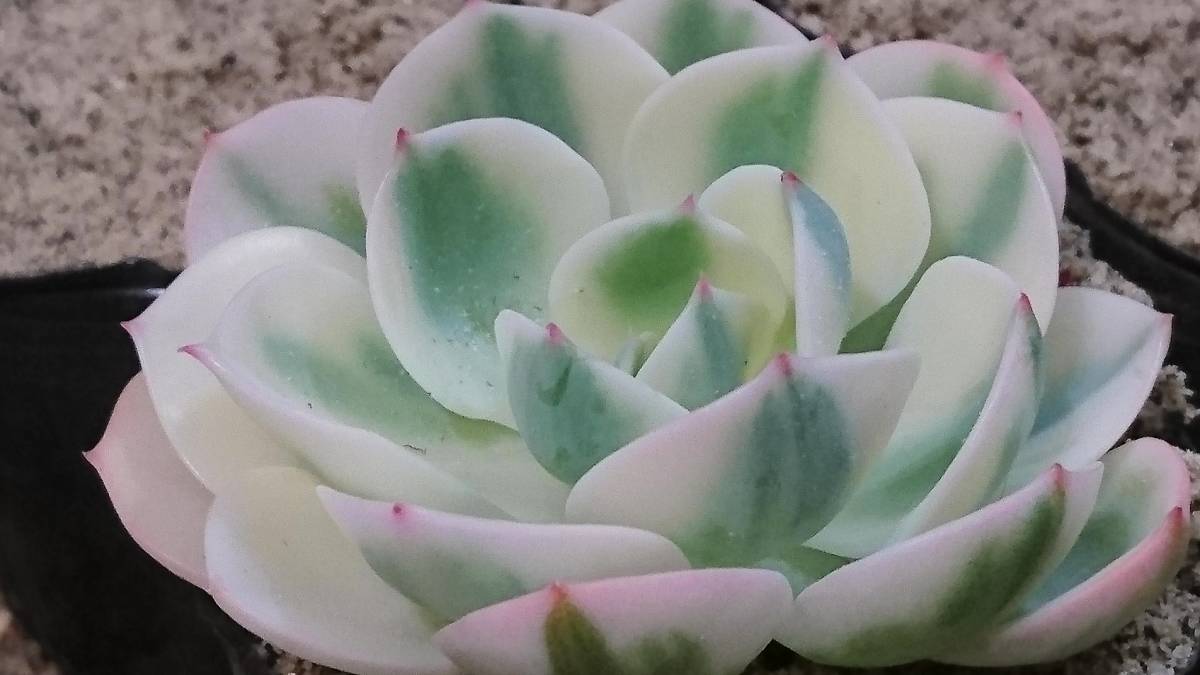 多肉植物ルンヨニー白い子セット