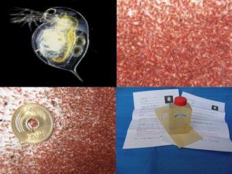 ◆限界価格に挑戦～多量出荷品◆【 赤ミジンコ (魚類の活き餌) 】★ME 300_1