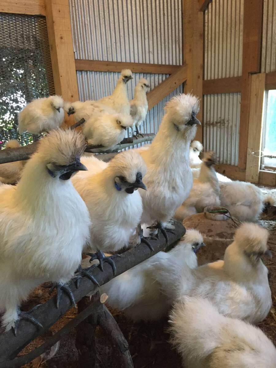 烏骨鶏の有精卵48個+割れ保証2個付き！