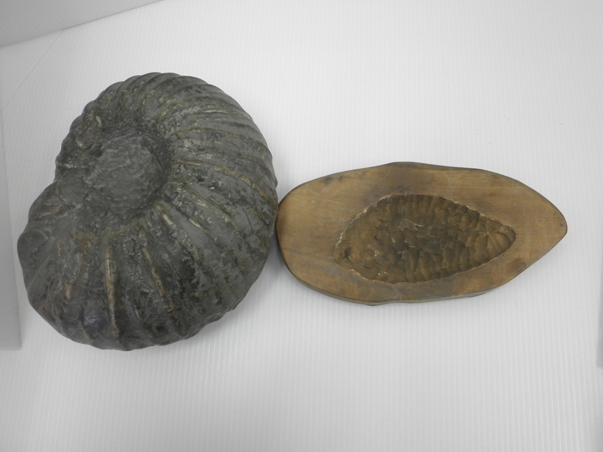 アンモナイト 化石 台座付き 約22cm 【公式通販】