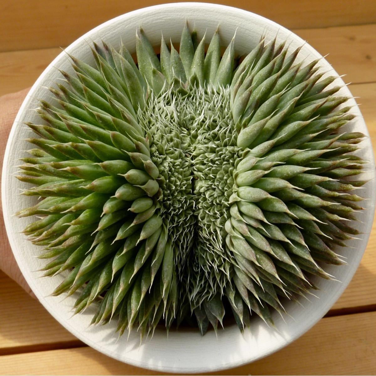 σオロスタキス スピノーサ綴化 3号 Orostachys spinosa crist 多肉植物 サボテン エケベリア　1枚目参考画像