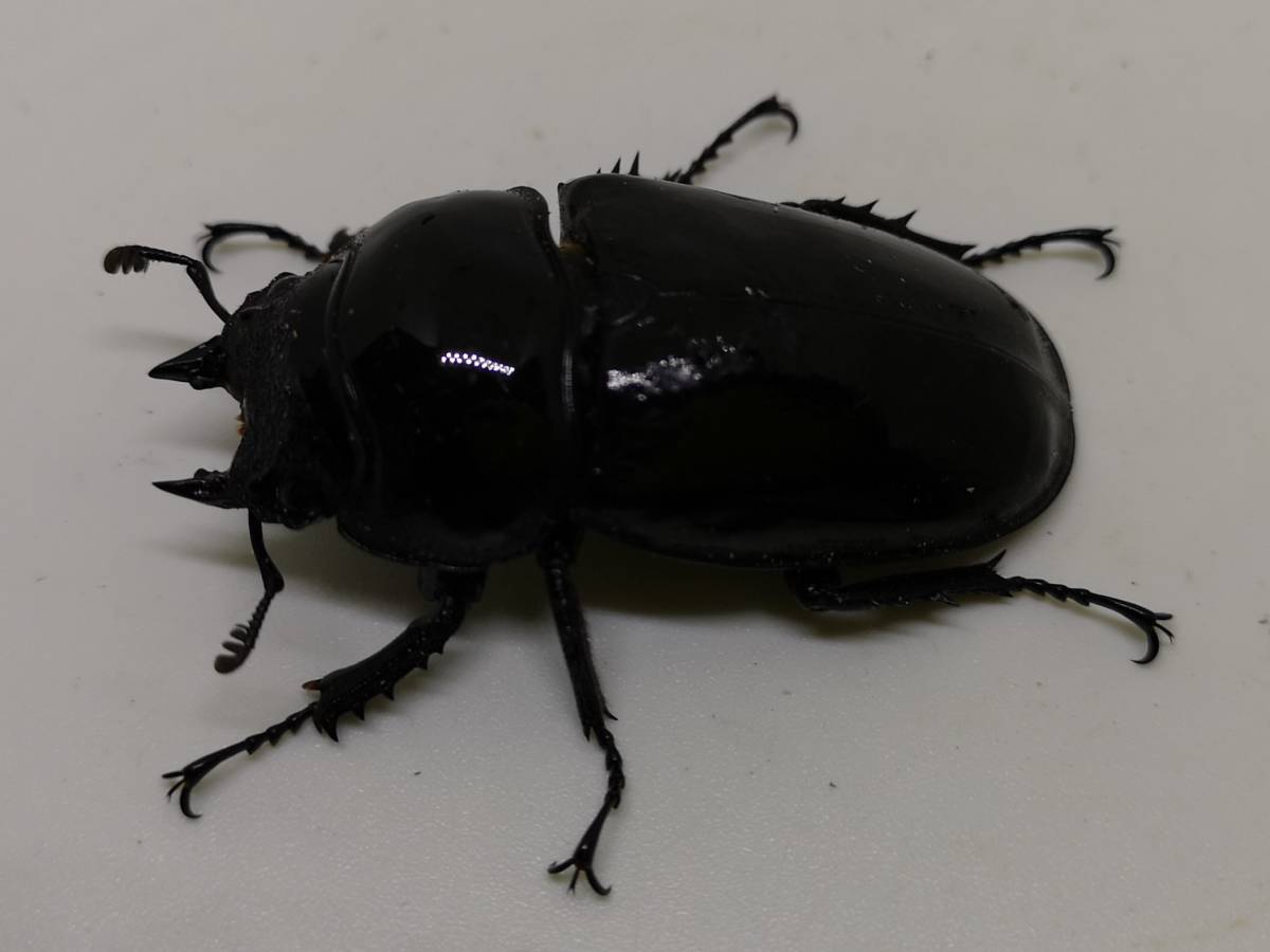タランドゥス　新成虫　♀51.5ミリ