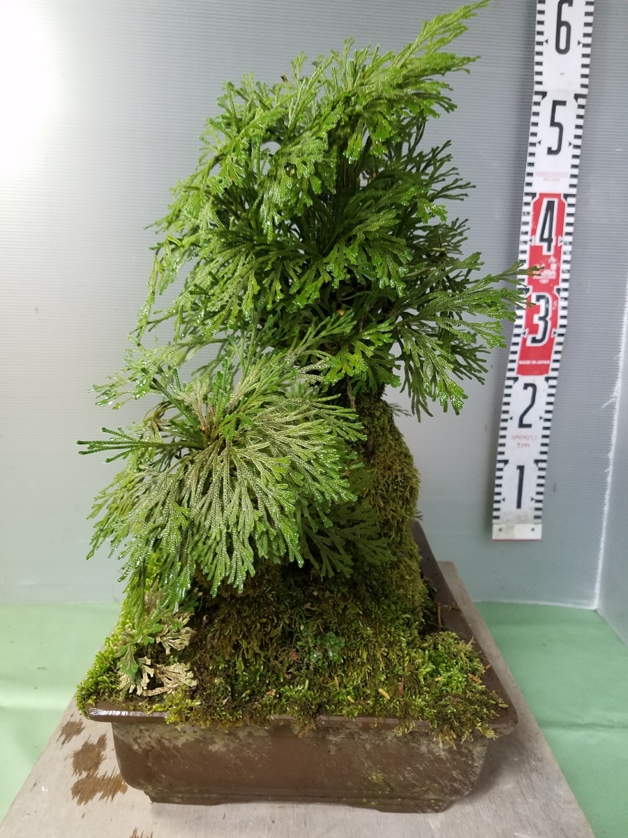 岩松 盆栽 Discoveryamericas Com