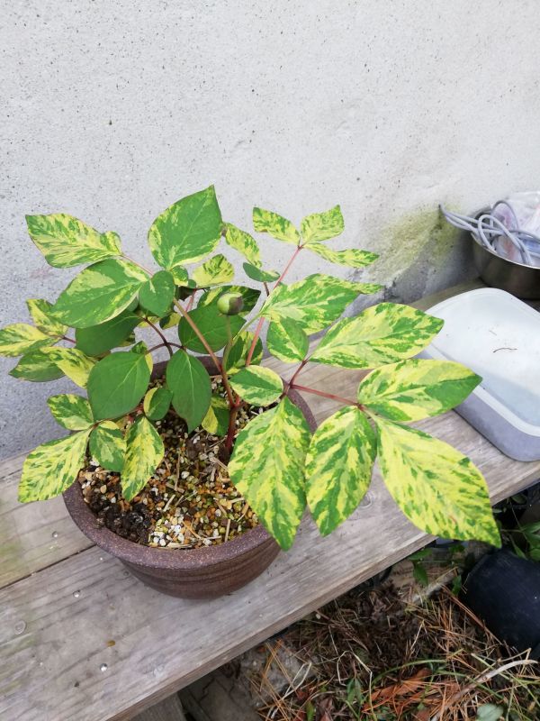 【限定SALE，格安】 小島峠 斑入り ヤマシャクヤク 花芽あり(その他)｜売買されたオークション情報、yahooの商品情報をアーカイブ公開 - オークファン その他