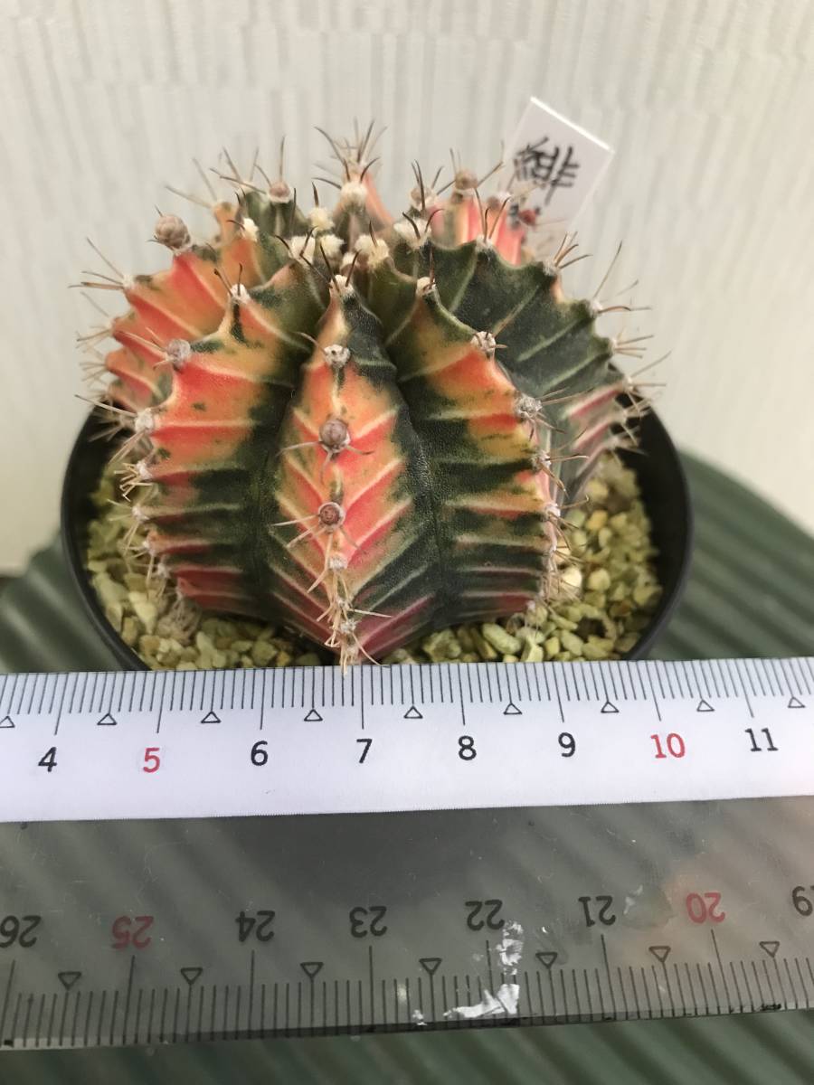 緋牡丹錦 接おろし 極上斑 サボテン 多肉植物 緋牡丹錦 | 園芸ネット