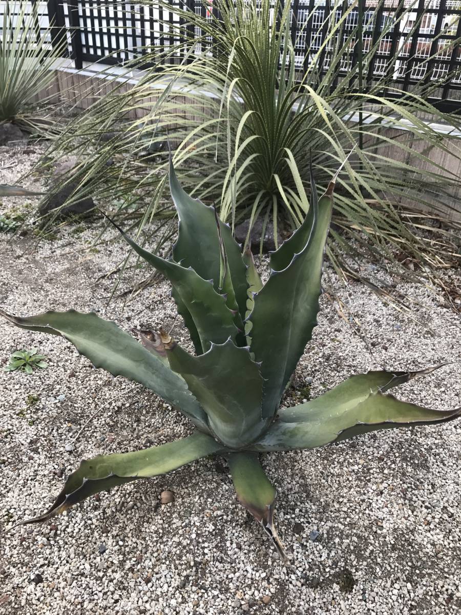 アガベ ローガンカルホーン フェロックス サルミアナ Agave 公式通販