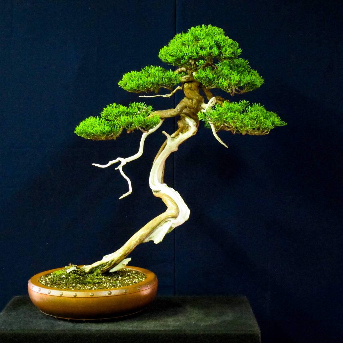 盆栽 文人 老木 ＜昇龍＞ 山木 板シャリ 糸魚川真柏 樹高60cm (松