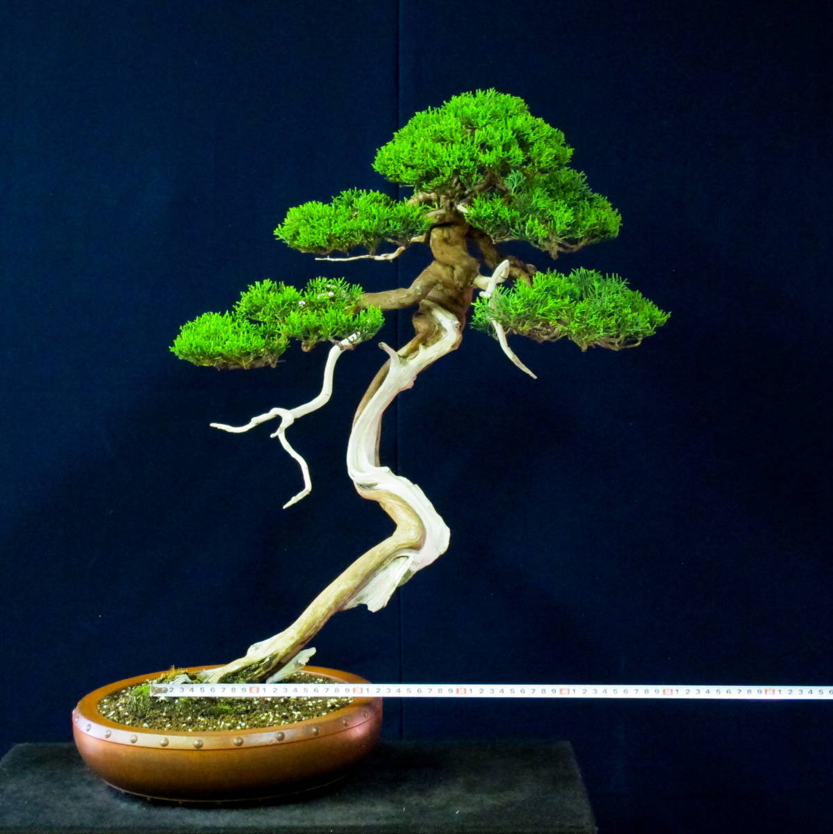 盆栽 文人 老木 ＜昇龍＞ 山木 板シャリ 糸魚川真柏 樹高60cm (松