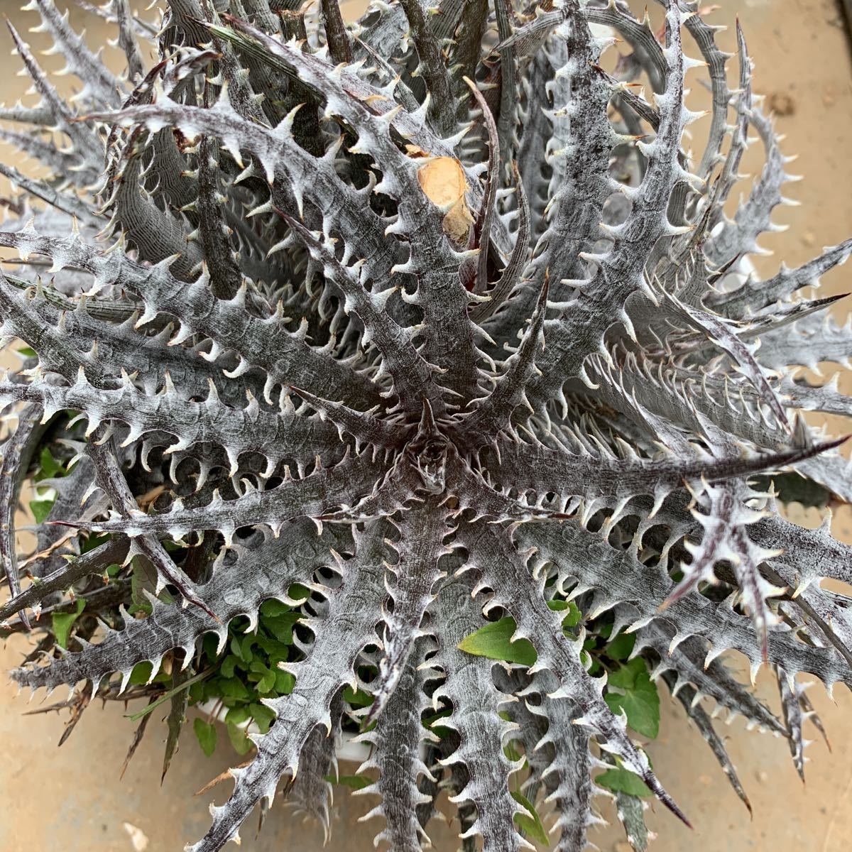 ディッキア Mercury f1 x MTK suebrid | Dyckia 'Mercury' マーキュリー (ディッキア Clone