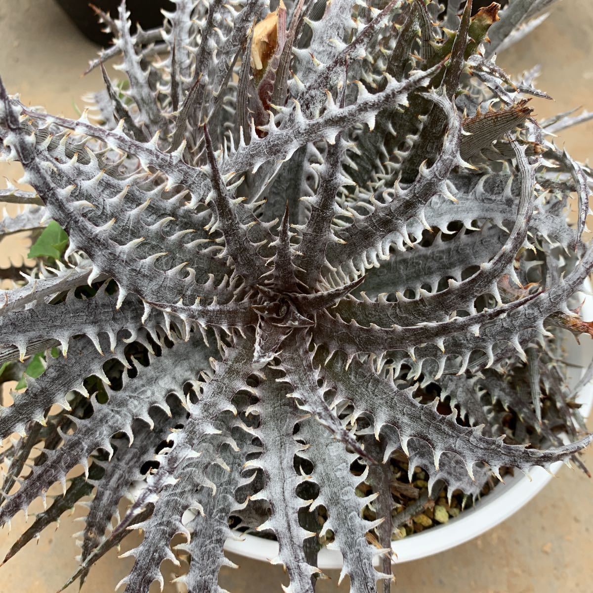 ディッキア Mercury f1 x MTK suebrid | Dyckia 'Mercury' マーキュリー (ディッキア Clone