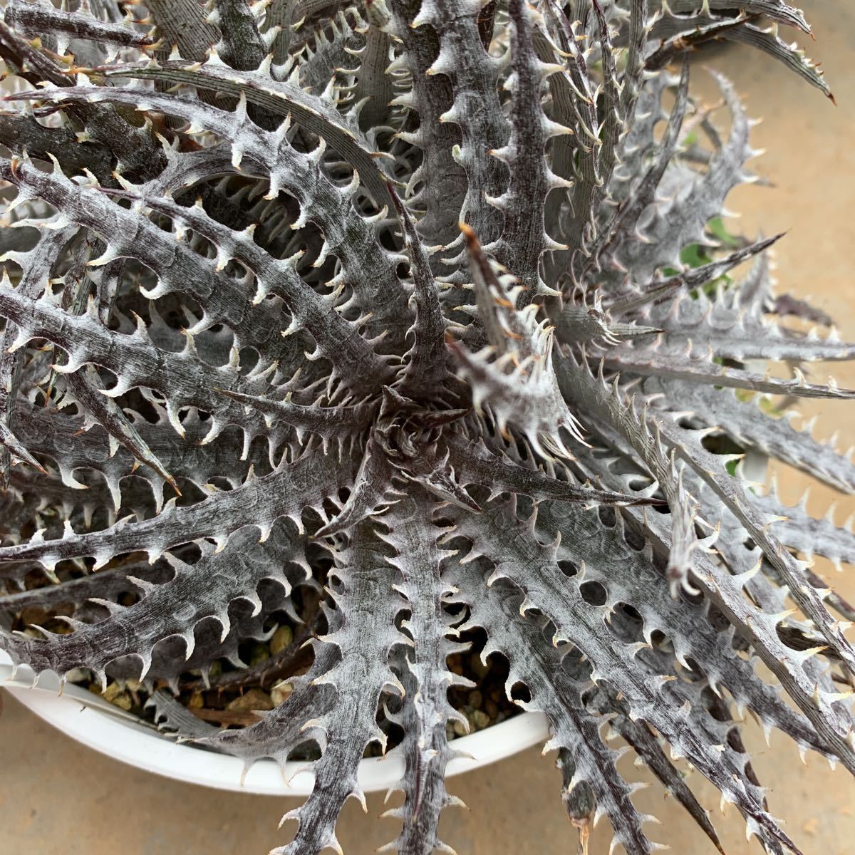 ディッキア Mercury f1 x MTK suebrid | Dyckia 'Mercury' マーキュリー (ディッキア Clone