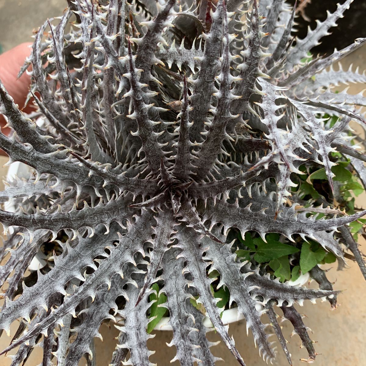 ディッキア Mercury f1 x MTK suebrid | Dyckia 'Mercury' マーキュリー (ディッキア Clone