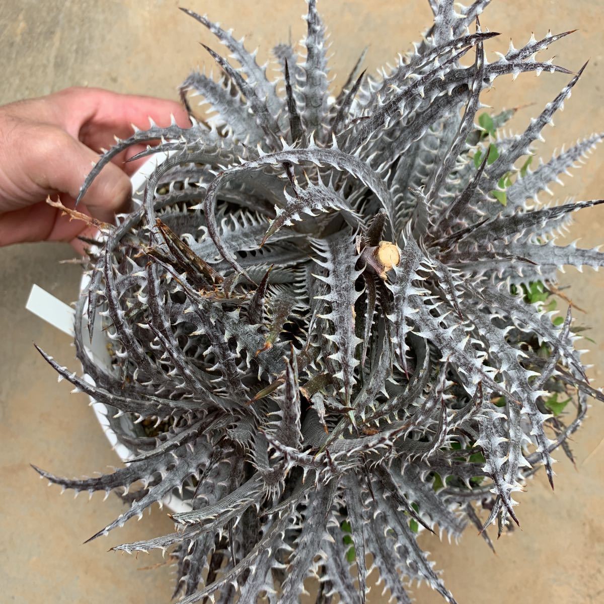 ディッキア Mercury f1 x MTK suebrid | Dyckia 'Mercury' マーキュリー (ディッキア Clone