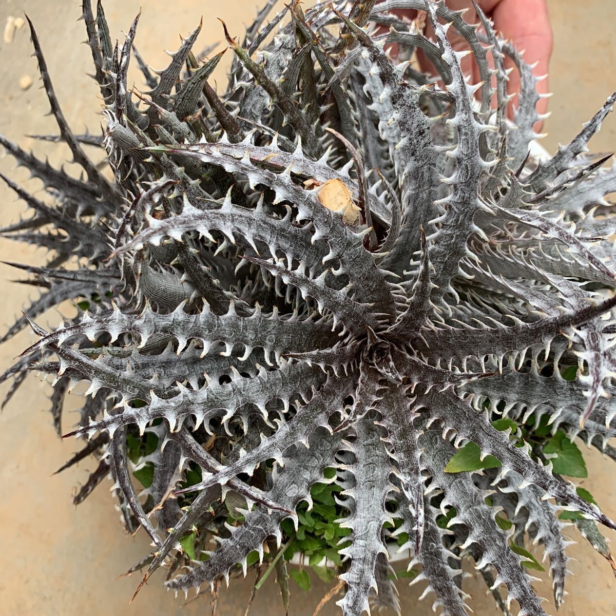 ディッキア Mercury f1 x MTK suebrid | Dyckia 'Mercury' マーキュリー (ディッキア Clone