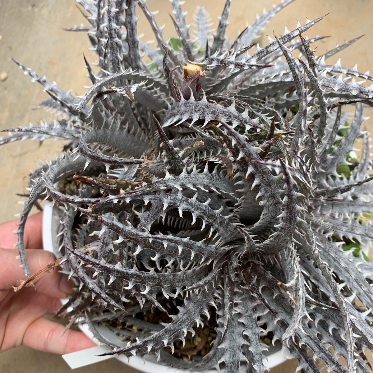 ディッキア Mercury f1 x MTK suebrid | Dyckia 'Mercury' マーキュリー (ディッキア Clone