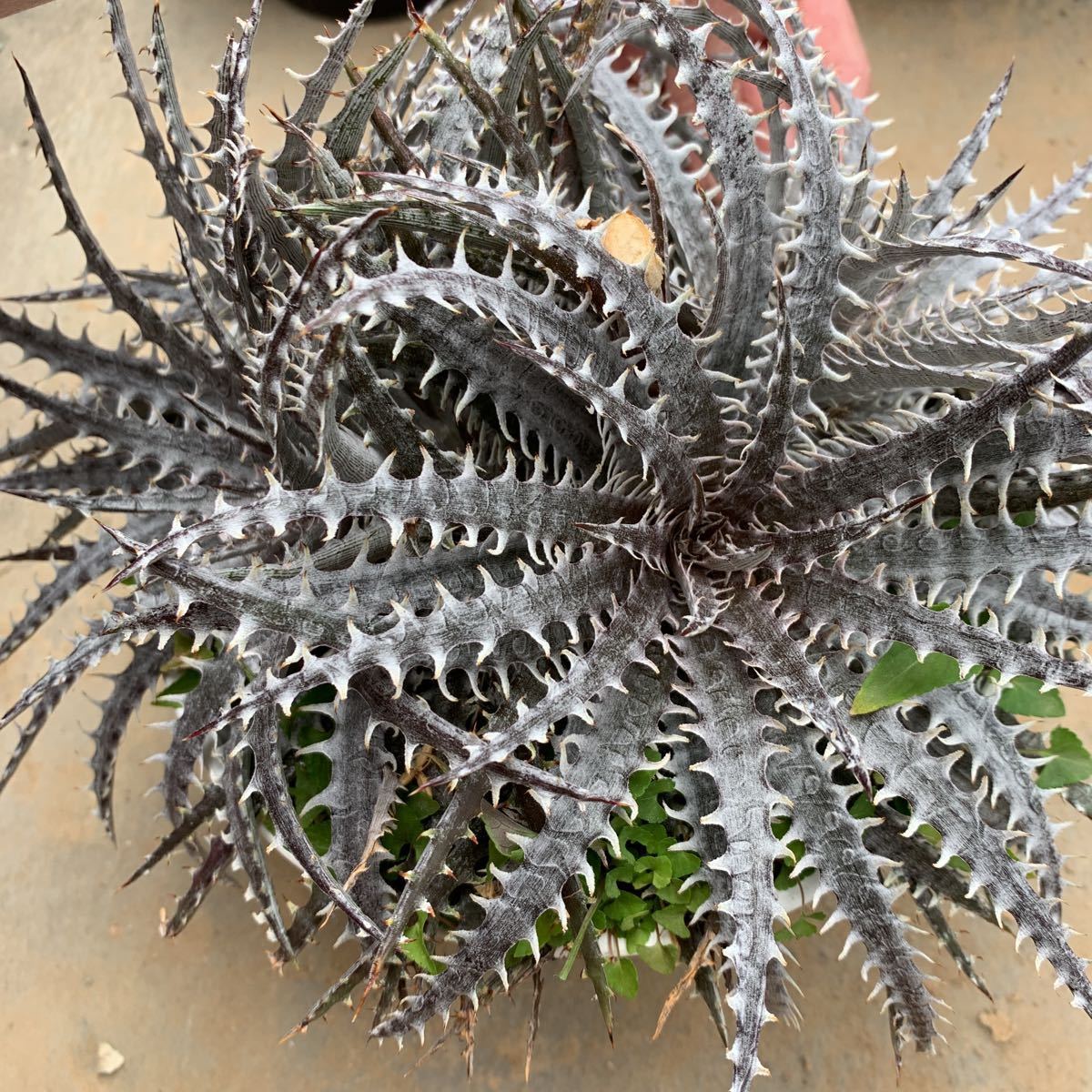 ディッキア Mercury f1 x MTK suebrid | Dyckia 'Mercury' マーキュリー (ディッキア Clone