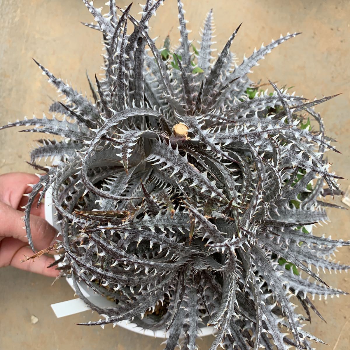 ディッキア Mercury f1 x MTK suebrid | Dyckia 'Mercury' マーキュリー (ディッキア Clone